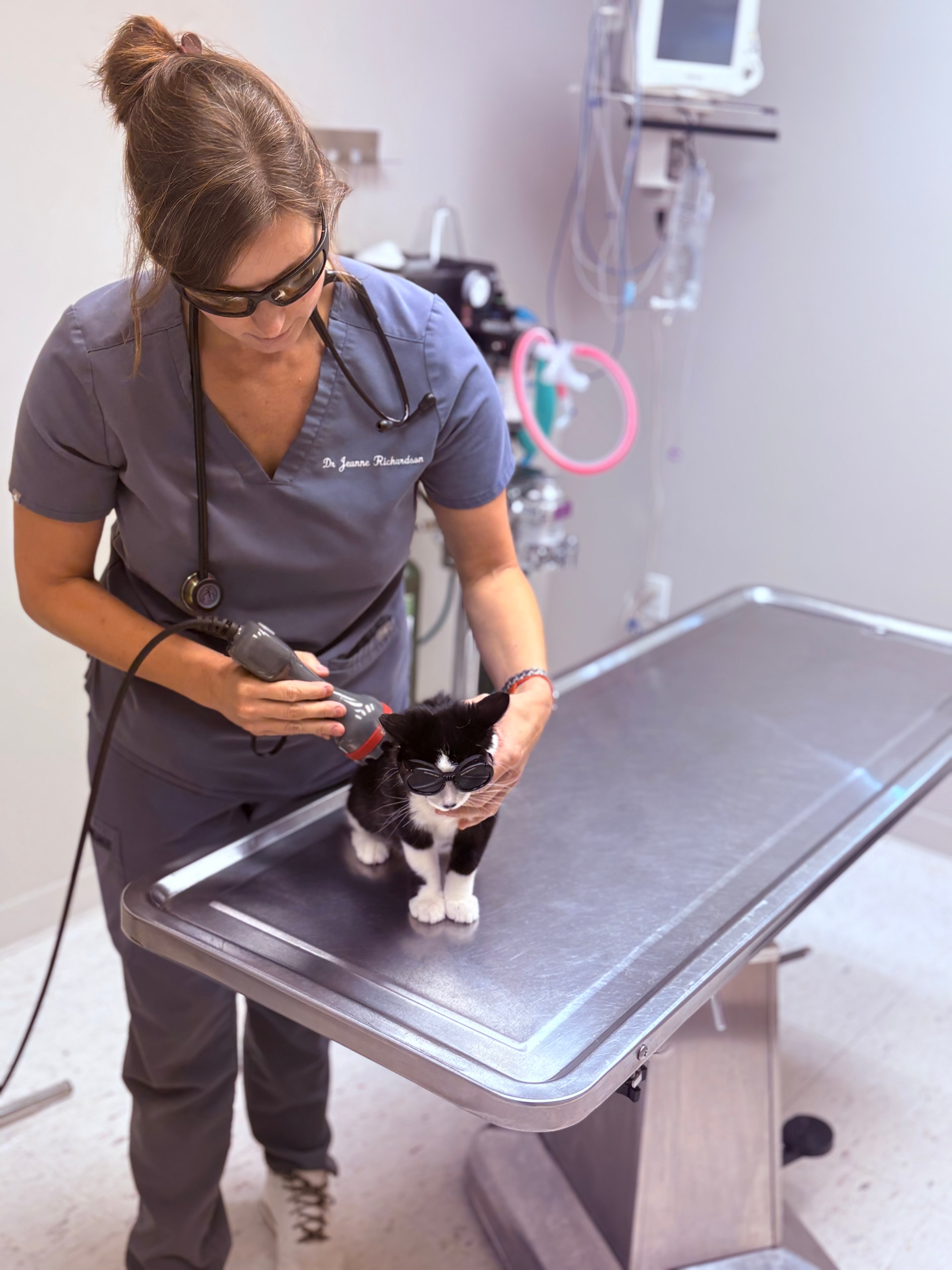 Laser therapy treatment at Richardson Animal Hospital
