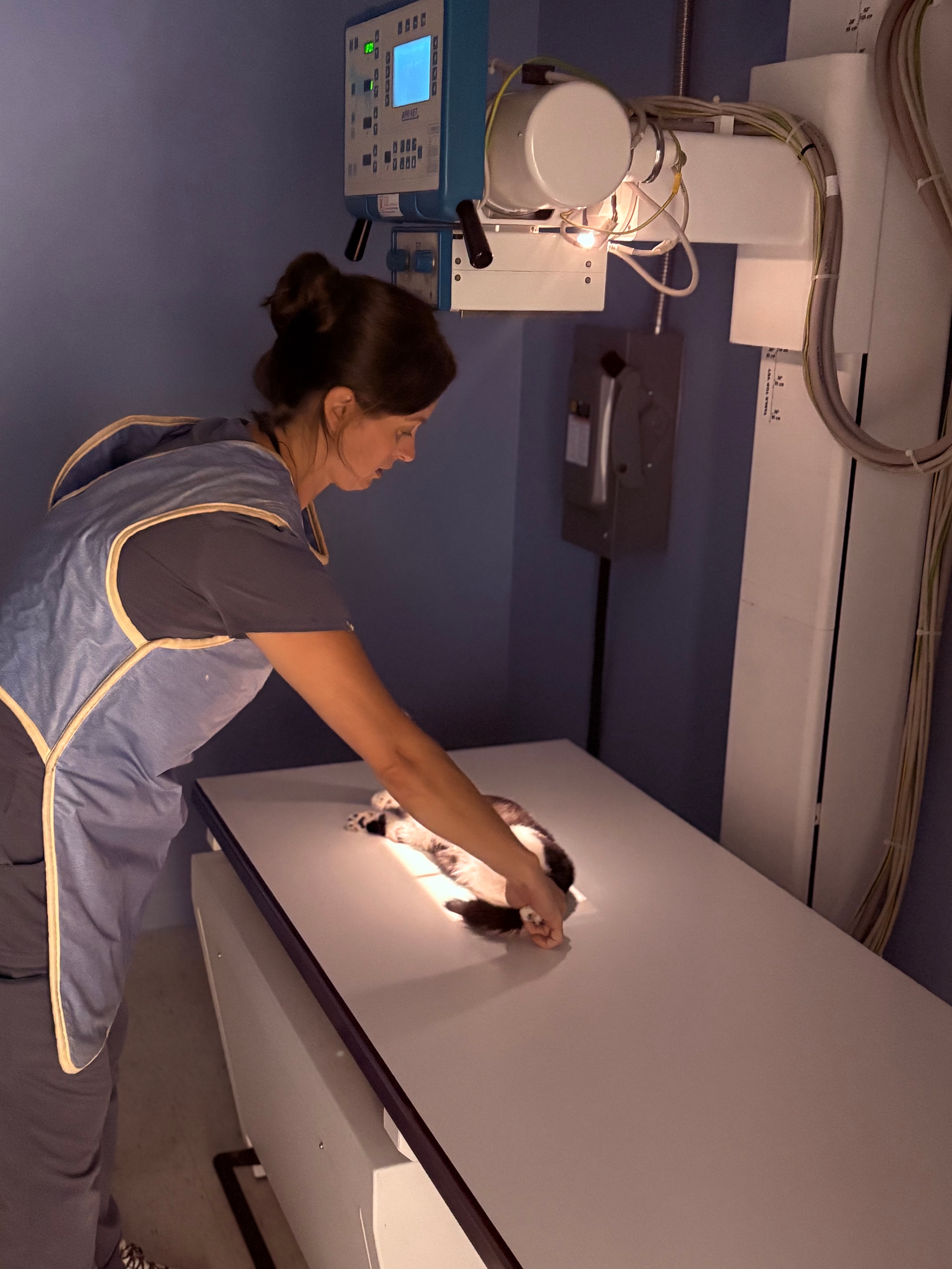 Digital X-ray imaging at Richardson Animal Hospital
